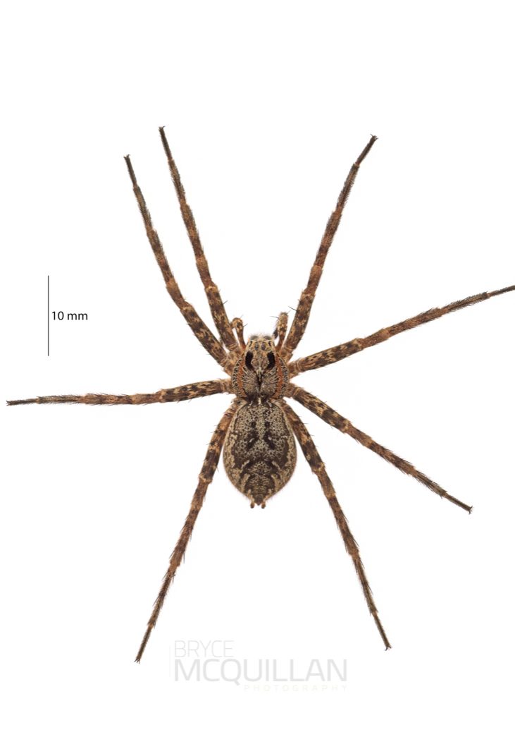 ♀ Dolomedes dondalei