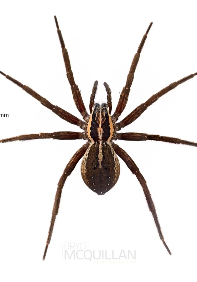 ♀ Dolomedes minor