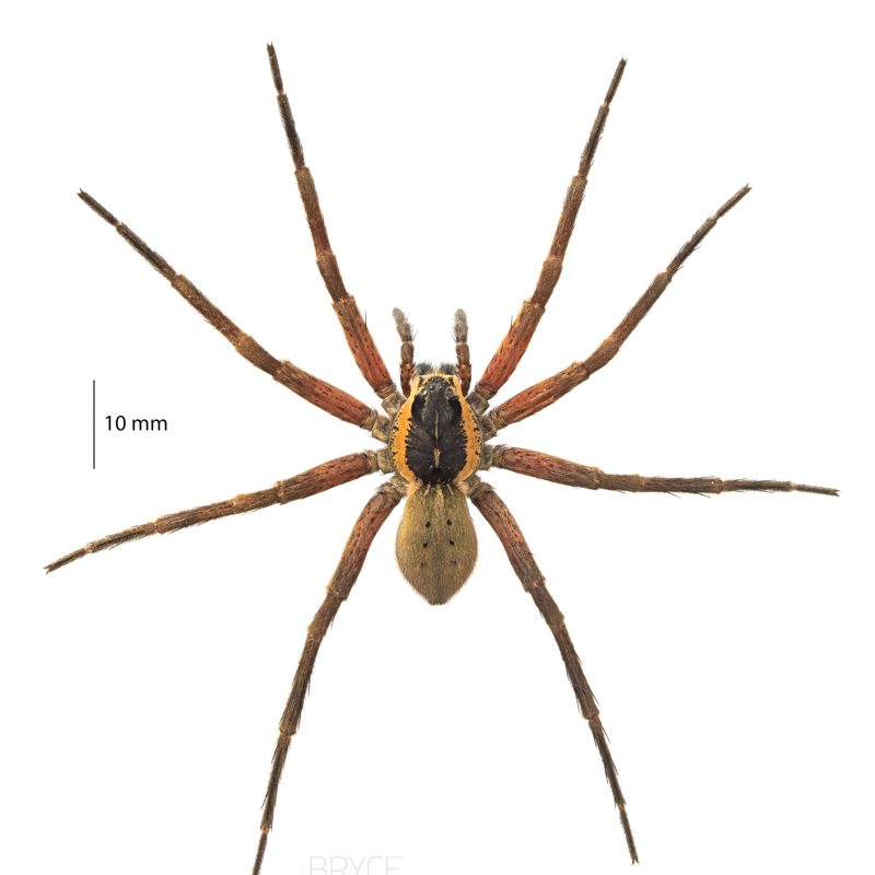 ♀ Dolomedes aquaticus