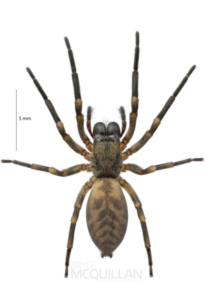 ♀ Amaurobioides sp