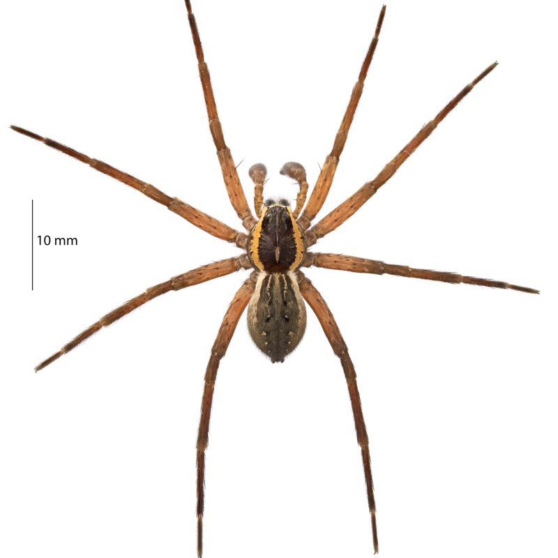 ♂ Dolomedes aquaticus