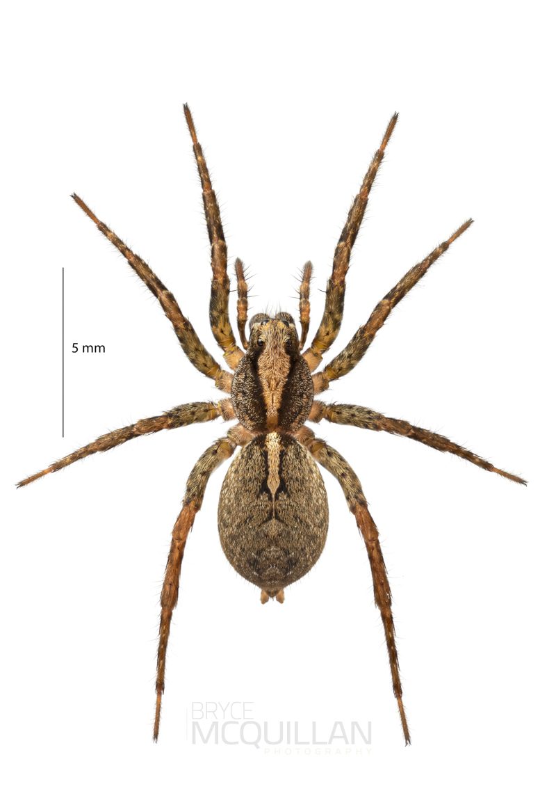 ♀ Anoteropsis hilaris