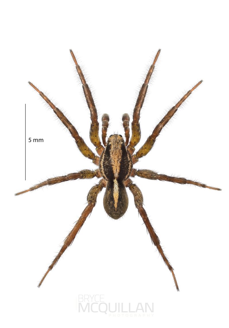 ♂ Anoteropsis hilaris