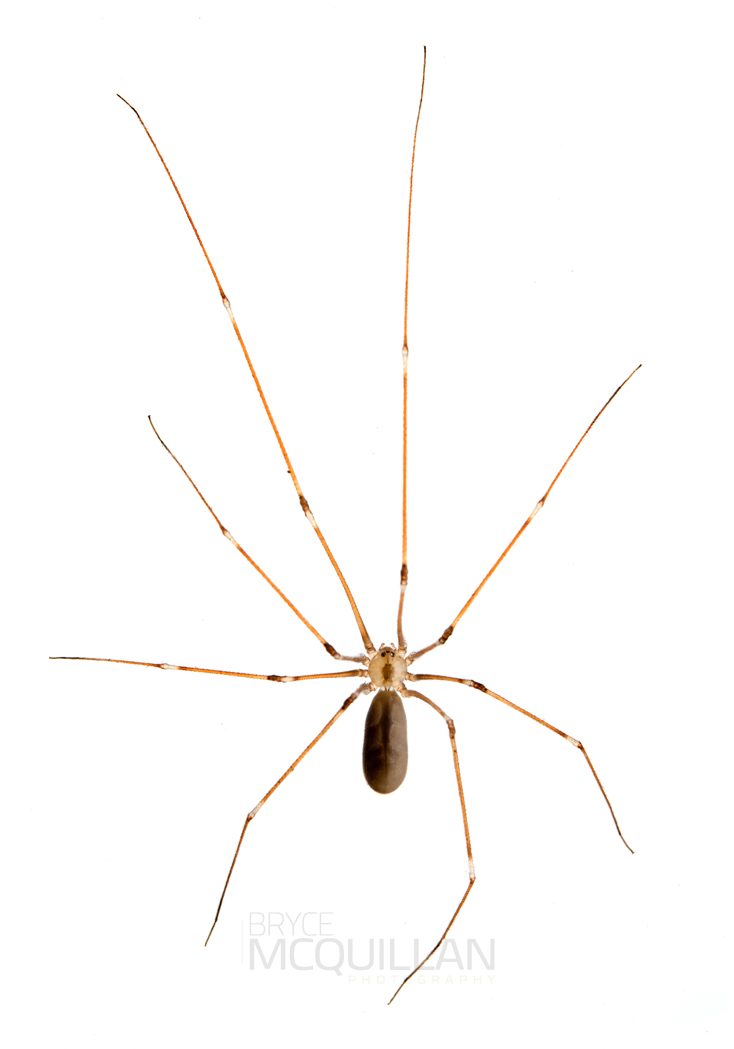 ♀ Pholcus phalangioides