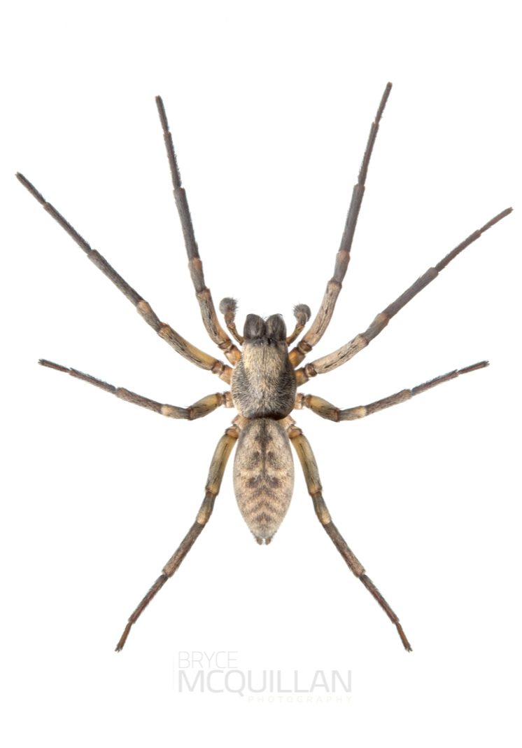 ♂ Amaurobioides sp